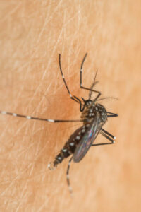mosquito Aedes aegypti